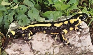 Les salamandres sont responsables d’accidents (envenimation) chez le chat