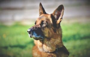 Berger allemand