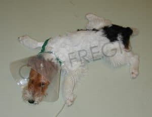 Chien atteint de polyradiculonévrite idiopathique