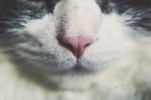 mon chat vomit
