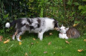 piqure de guêpe sur le chien et le chat 