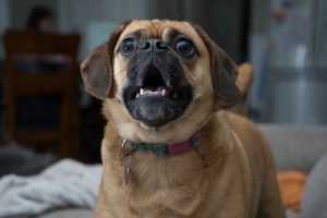 pourquoi mon chien aboie